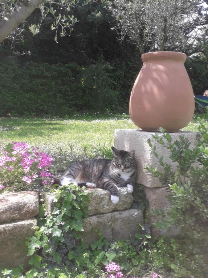 Mas La Maison de mon Père  Proche AVIGNON à PUJAUT Esterno foto